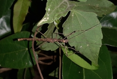 Trachythorax