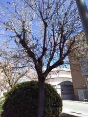 Acer negundo negundo