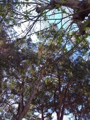 Acer negundo negundo