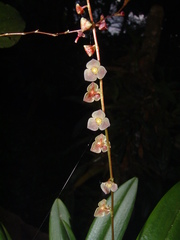 Stelis argentata