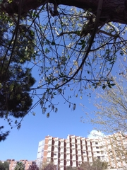 Acer negundo negundo