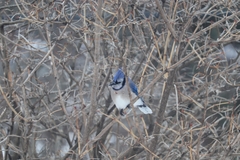 Cyanocitta cristata image