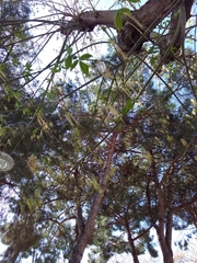 Acer negundo negundo