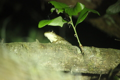 Osteopilus septentrionalis