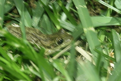 Osteopilus septentrionalis