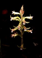 Cyclopogon cranichoides