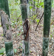 Dendrelaphis ngansonensis