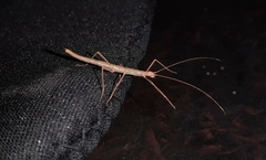 Trachythorax
