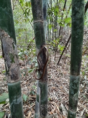 Dendrelaphis ngansonensis