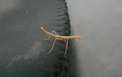 Trachythorax
