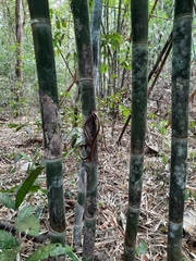 Dendrelaphis ngansonensis