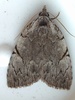 Many-dotted Appleworm Moth - Photo (c) robertdifruscia, some rights reserved (CC BY-NC)