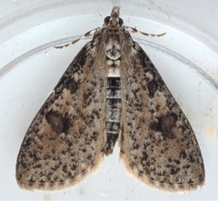 Palpita aenescentalis