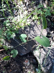 Aristolochia paucinervis