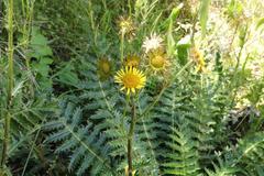 Berkheya multijuga