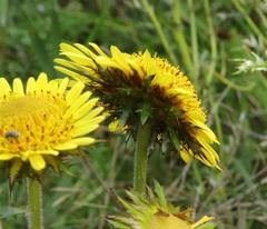 Berkheya multijuga