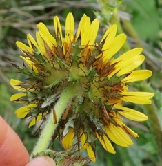 Berkheya multijuga