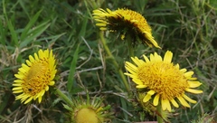 Berkheya multijuga