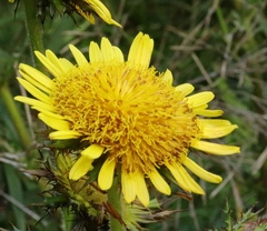 Berkheya multijuga