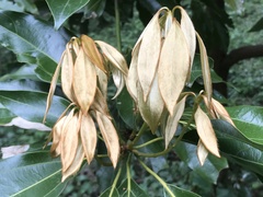 Neolitsea sericea