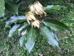 Neolitsea sericea