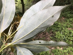 Neolitsea sericea