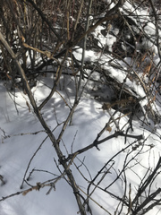 Lonicera involucrata