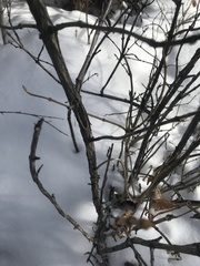 Lonicera involucrata