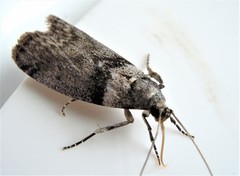 Meroptera pravella