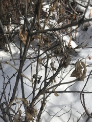 Lonicera involucrata
