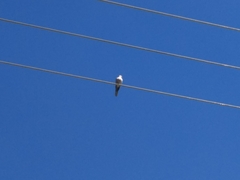 Streptopelia decaocto