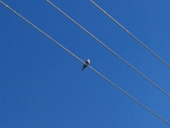 Streptopelia decaocto