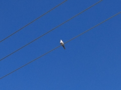 Streptopelia decaocto