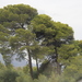 Aleppo Pine - Photo (c) Tony Rebelo, some rights reserved (CC BY-SA), uploaded by Tony Rebelo