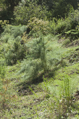 Prangos pabularia