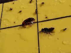 Stenolophus teutonus