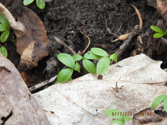 Floerkea proserpinacoides