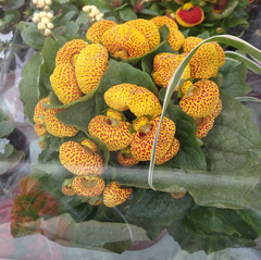 Calceolaria × herbeohybrida