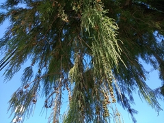 Taxodium mucronatum
