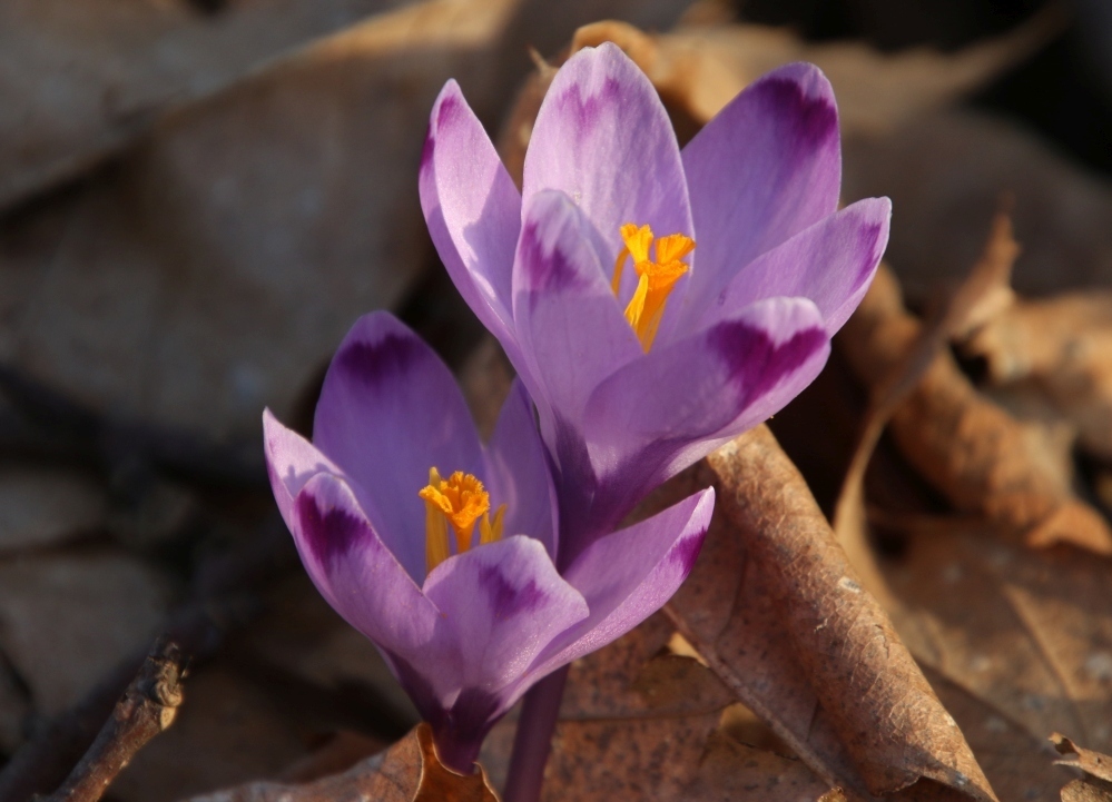 Crocus heuffelianus