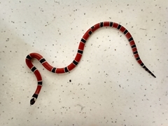 Micrurus corallinus