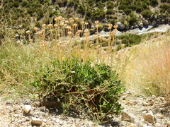 Grindelia chiloensis
