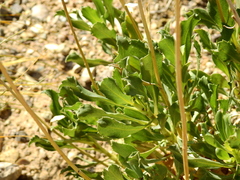 Grindelia chiloensis