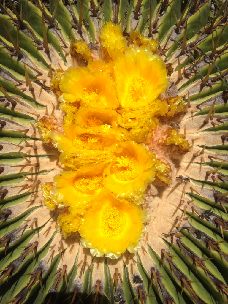 clustered barrel cactuses