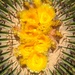 Echinocactus - Photo (c) Dumois, μερικά δικαιώματα διατηρούνται (CC BY-NC), uploaded by Dumois