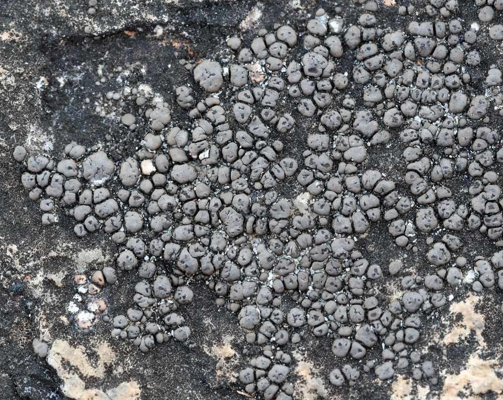 Piedmont Cobblestone