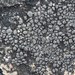 Piedmont Cobblestone - Photo (c) Giff Beaton, some rights reserved (CC BY-NC), uploaded by Giff Beaton