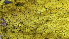 Chrysothrix insulizans