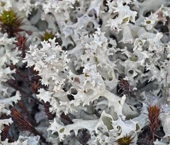 Cladonia caroliniana