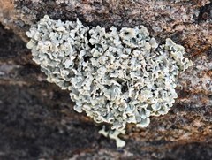 Cladonia stipitata